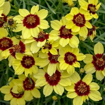 Coreopsis verticillata S&S Sassy Saffron - Coréopsis verticillé