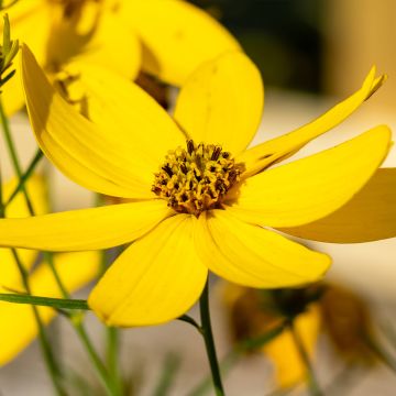 COREOPSIS lanceolata 'Sterntaler' - Coreopsis lancéolé - pépinières Lepage  Bretagne Bord de mer