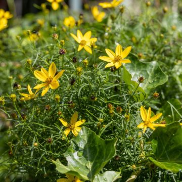 Coreopsis verticillata Zagreb - Coréopsis verticillé