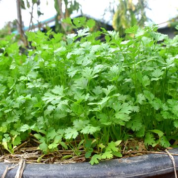 Coriandre cultivée - Coriandrum sativum en plants