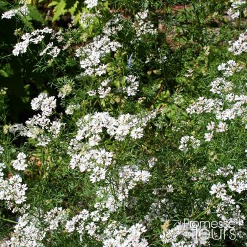 Coriandre cultivée - Coriandrum sativum en plants