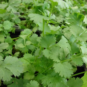 Coriandre cultivée - Coriandrum sativum en plants Bio