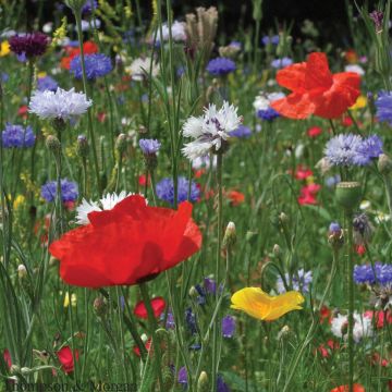 Graines de Cornfield Mixture - Mélange Fleurs des Champs