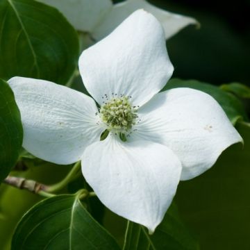 Cornus kousa China Girl - Cornouiller du Japon blanc