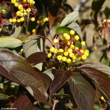 Cornus asperifolia var. drummondii Sunshiny Drops - Cornouiller