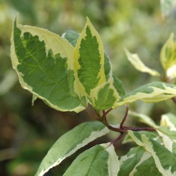 Cornus alba Cream Cracker - Cornouiller blanc