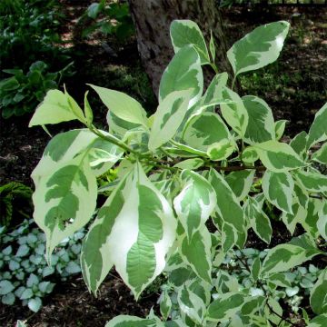 Cornus alba Ivory Halo - Cornouiller blanc