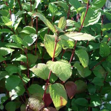 Cornouiller blanc - Cornus alba Kesselringii
