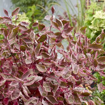 Cornus alba Miracle - Cornouiller blanc 