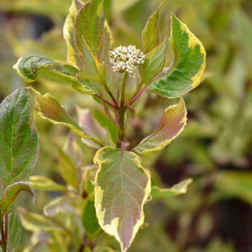 Cornus alba Spaethii - Cornouiller blanc à feuillage panaché