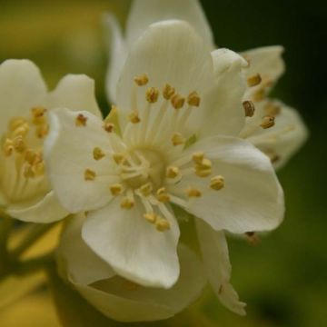 Cornouiller blanc - Cornus alba Aurea