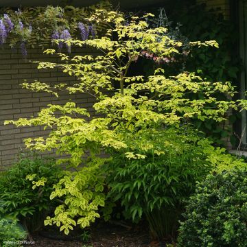 Cornus alternifolia Golden Shadows - Cornouiller à feuilles alternes 