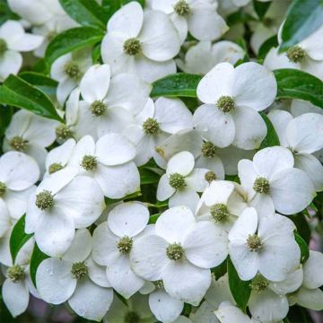 Cornus angustata Empress of China - Cornouiller chinois