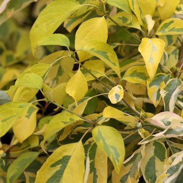 Cornus controversa Gosia - Cornouiller des Pagodes