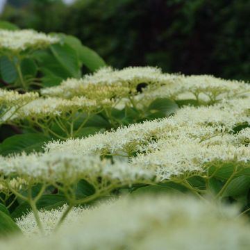 Cornus controversa Pagoda - Cornouiller des Pagodes