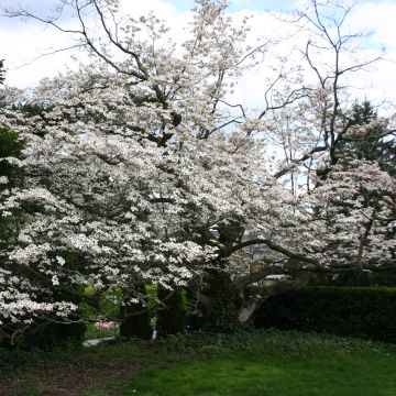 Cornus florida - Cornouiller à fleurs d'Amérique