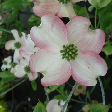 Cornus florida Cherokee Chief - Cornouiller à fleurs d'Amérique