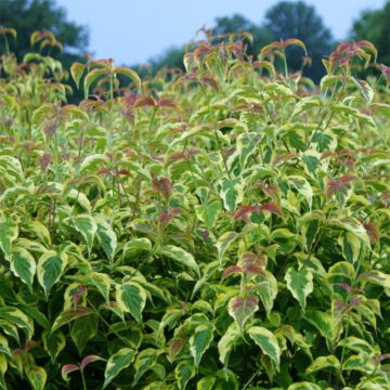 Cornus florida Firebird - Cornouiller à fleurs d'Amérique panaché.