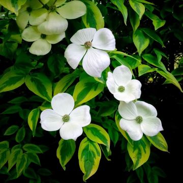 Cornus Celestial Shadow - Cornouiller à fleurs