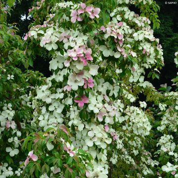 Cornus hongkongensis Parc de Haute Bretagne - Cornouiller de Hong Kong à fleurs roses