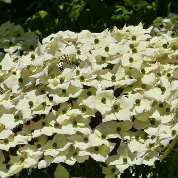 Cornus kousa - Cornouiller du Japon