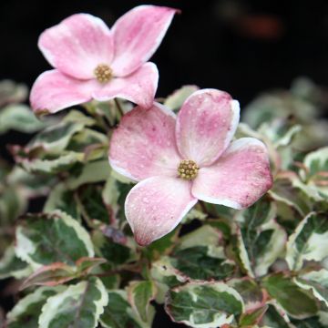 Cornus kousa Akatsuki - Cornouiller du Japon