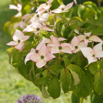 Cornus kousa Beni-fuji - Cornouiller du Japon