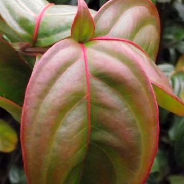 Cornus kousa Blooming Merry Tetra - Cornouiller hybride