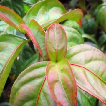 Cornus kousa Blooming Pink Tetra - Cornouiller hybride