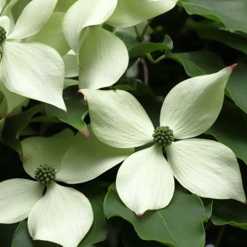 Cornus kousa Cappucino® - Cornouiller du Japon