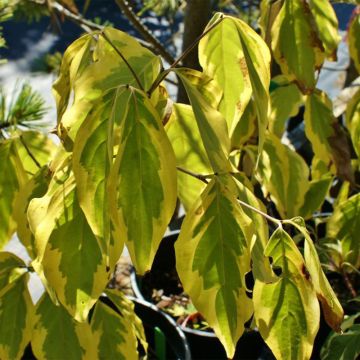 Cornus kousa Bonfire - Cornouiller du Japon