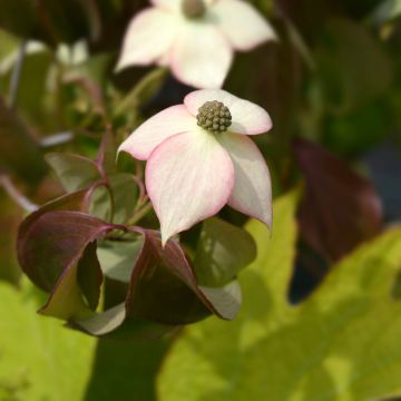Cornus kousa Cappucino® - Cornouiller du Japon