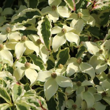 Cornus kousa Cappucino® - Cornouiller du Japon