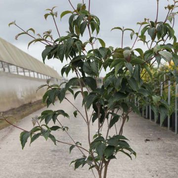 Cornus kousa Copacabana - Cornouiller du Japon