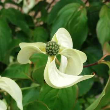 Cornus kousa Couronne - Cornouiller du Japon