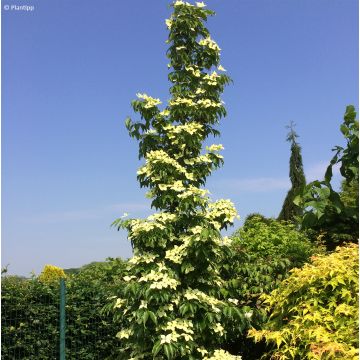 Cornus kousa Flower Tower - Cornouiller du Japon
