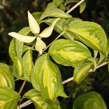 Cornus kousa Cappucino® - Cornouiller du Japon