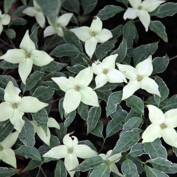 Cornus kousa Cappucino® - Cornouiller du Japon