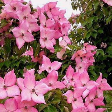 Cornus kousa Rosy Teacups - Cornouiller du Japon