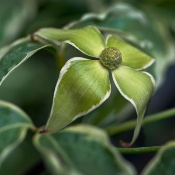 Cornus kousa Samaritan - Cornouiller du Japon panaché