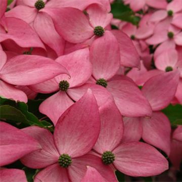 Cornus kousa Scarlet Fire - Cornouiller du Japon