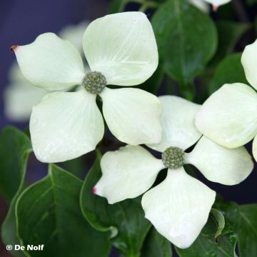 Cornus kousa Schmetterling - Cornouiller du Japon