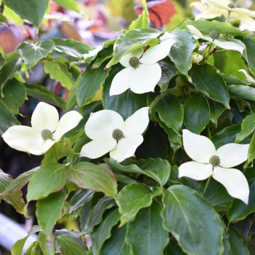 Cornus kousa Teutonia - Cornouiller du Japon