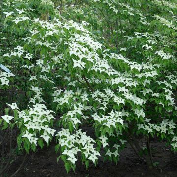 Cornus kousa chinensis - Cornouiller de Chine