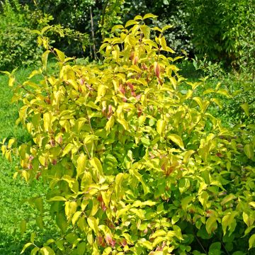 Cornus mas Aurea - Cornouiller mâle doré
