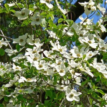 Cornouiller de nutali  - Cornus nuttallii Ascona