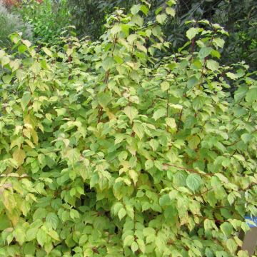 Cornus sanguinea Anny's Winter Orange - Cornouiller sanguin