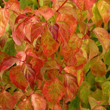 Cornus sanguinea Magic Flame - Cornouiller sanguin.