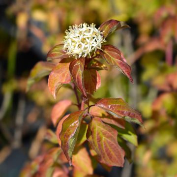 Cornus sanguinea Winter Beauty - Cornouiller sanguin