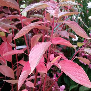 Cornus sericea Cardinal - Cornouiller stolonifère